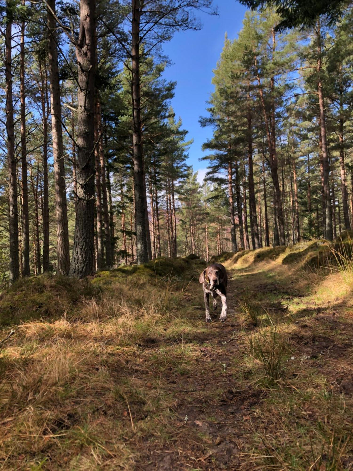 Tanar View Lägenhet Aboyne Rum bild